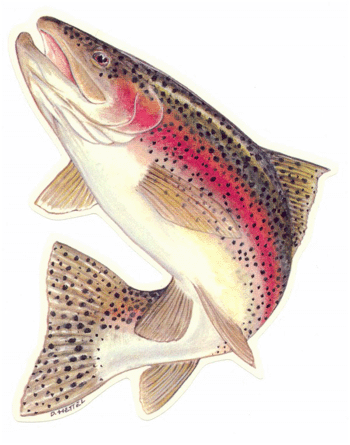 trout