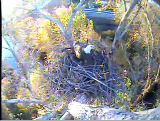 discuss.hancockwildlifechannel.org